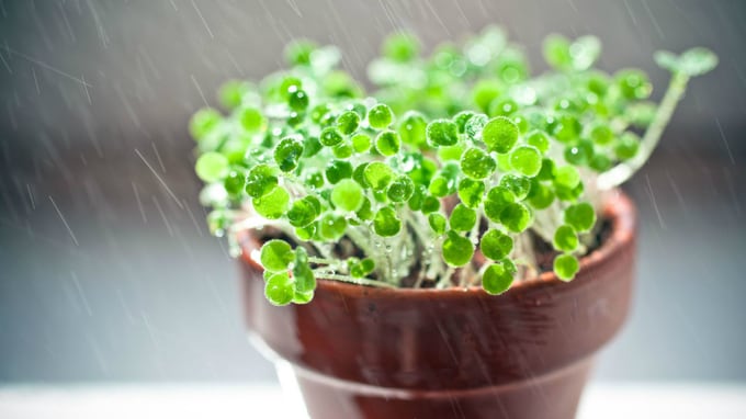 こりゃダメだ･･･育毛サロンのスタッフの頭を見て思わずため息