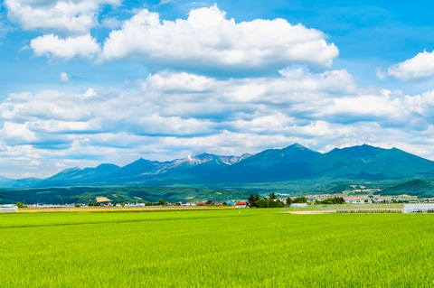 （※写真はイメージです／PIXTA）