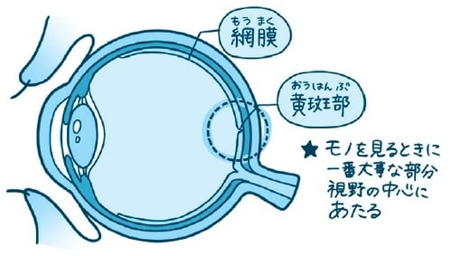 出典:梶原一人著『放っておくと怖い目の症状25』(ダイヤモンド社)より