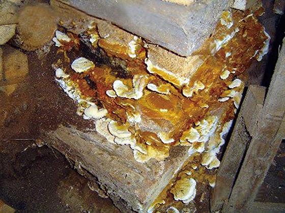 出典：日本住環境株式会社