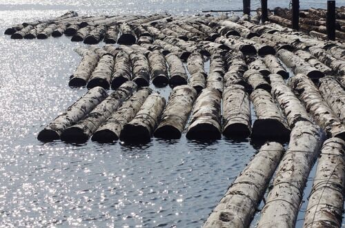 水面に浮かぶ原木