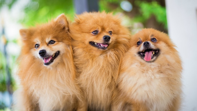 これからの動物病院に「第三者事業承継」が求められる理由