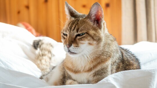わが人生の師の忠告「40歳まで猫を飼ってはいけない」理由