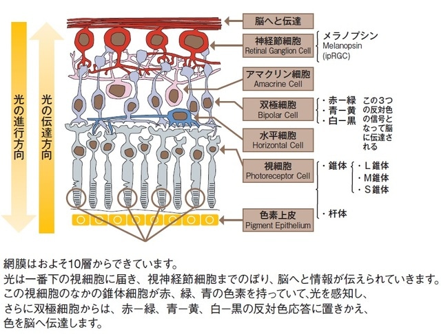Dowling and Boycott, 1966（一部改変）