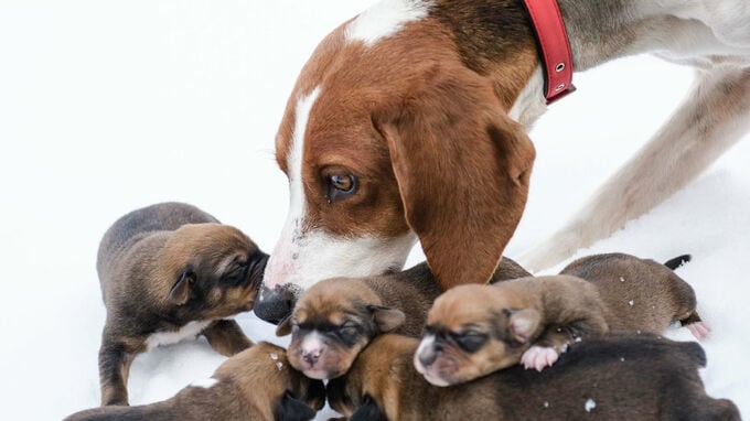 利益の97％が残る…FCより高収益な開業・増店スキームの全容  
