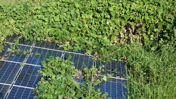 300万円入金後に業者が倒産…「太陽光発電投資」の落とし穴