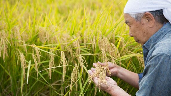 米をつくればつくるほど赤字が増える…「このままじゃ死ぬに死ねん」父に頭を下げた祖父。請求書の山が突きつけた、米農家の残酷な現実