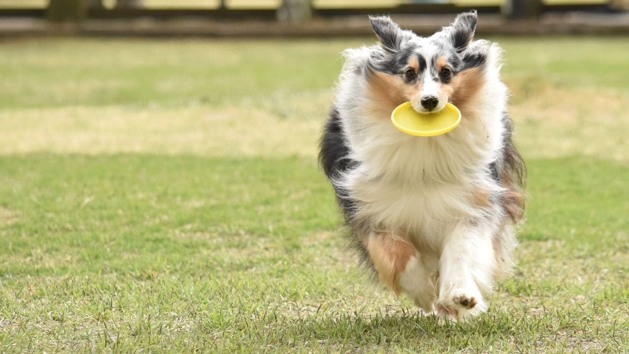 この犬の写真、どう説明する？「地頭がいい子」とそうでない子の“決定的違い”を生む、言語化能力の壁