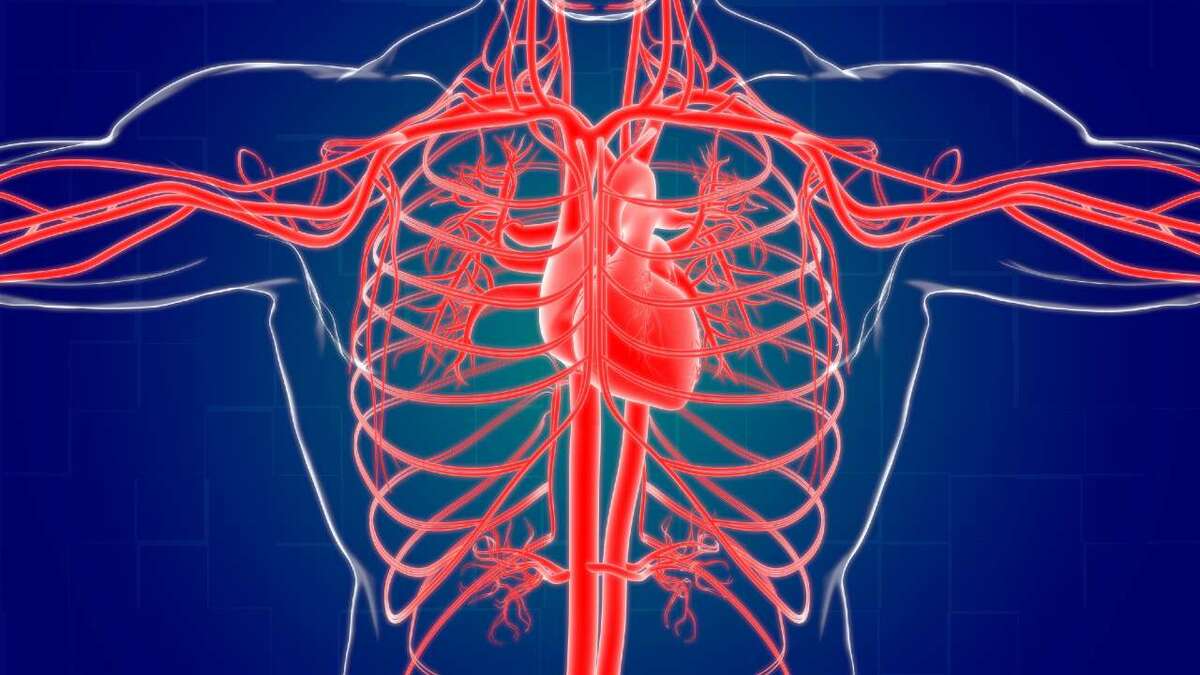 有名中学受験 理科 魚類の心臓は1心房1心室である では 両生類の心臓は 幻冬舎ゴールドオンライン