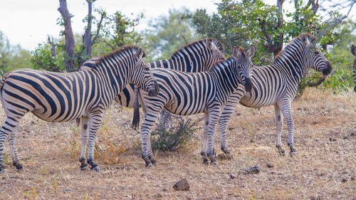 AIは子どもでわかる「シマウマ」が理解できないのか。（※写真はイメージです／PIXTA）
