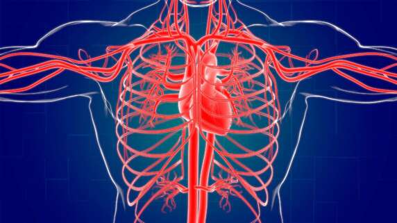 有名中学受験：理科「魚類の心臓は1心房1心室である。では、両生類の心臓は？」