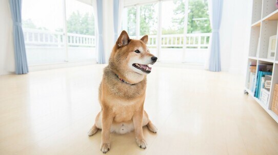 隠れてペットを飼っていた入居者…オーナーは「特約」を理由に追い出せる?【弁護士が解説】
