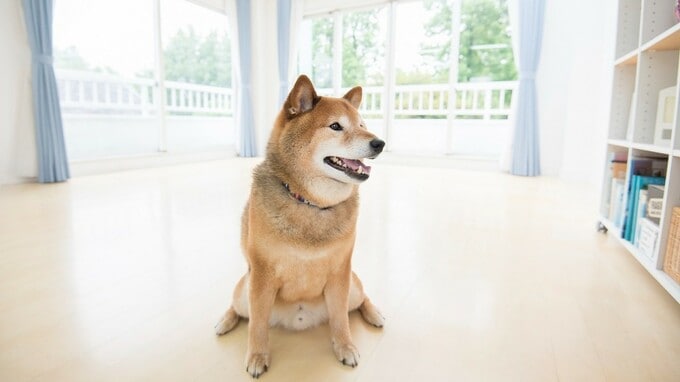 隠れてペットを飼っていた入居者…オーナーは「特約」を理由に追い出せる？【弁護士が解説】