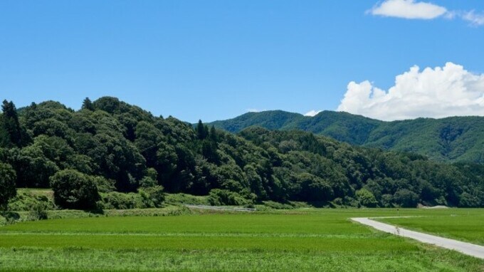 「山林」の相続にはメリットもある！ …相続するかの「判断基準」は？ 〈相続放棄〉の方法も解説