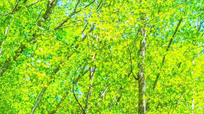 環境を意識した投資手段「グリーンボンド」は日本に根付くか