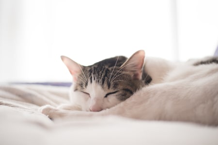 猫のひっかき傷が…