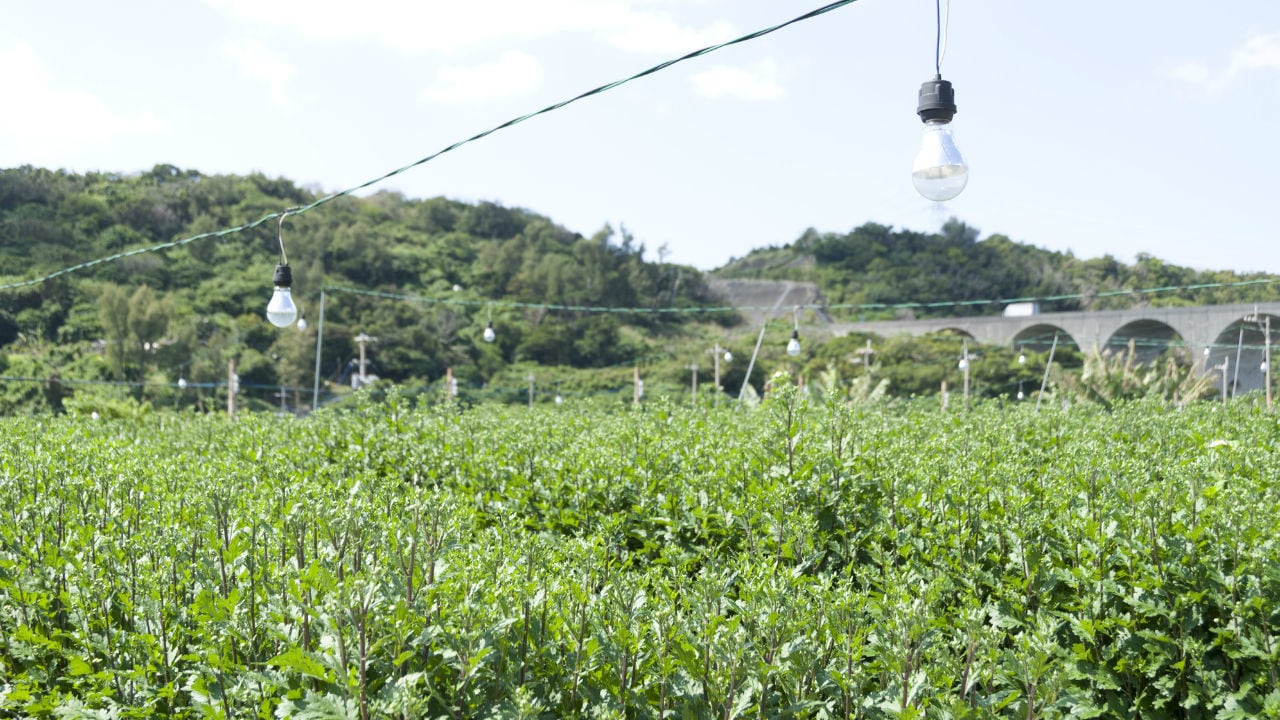 「電照菊」の出荷額の地図化 見えてくる産地の特徴とは?