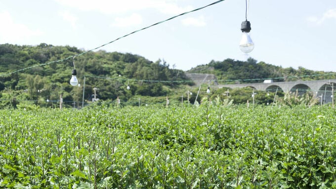 「電照菊」の出荷額の地図化　見えてくる産地の特徴とは？