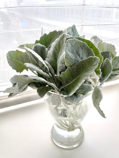 ダスティミラー