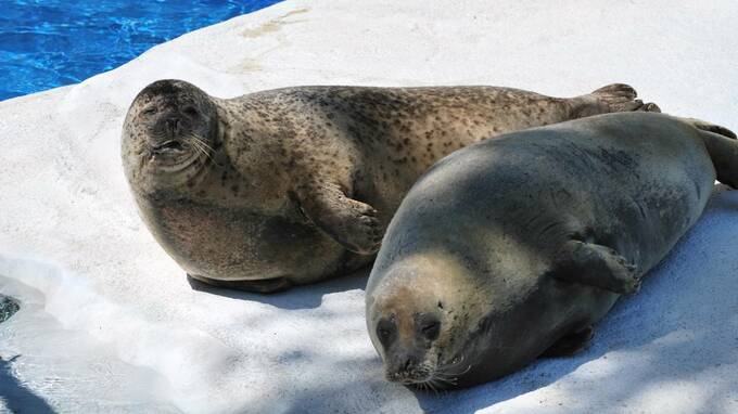 皮下脂肪は食事制限でしか減らせない？医師が体を張って調査