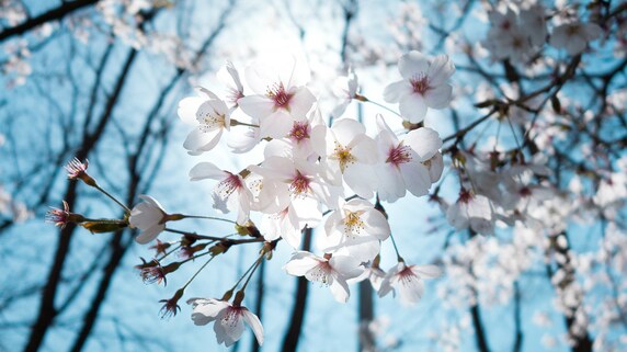 保険業界における「2017年4月1日問題」とは?
