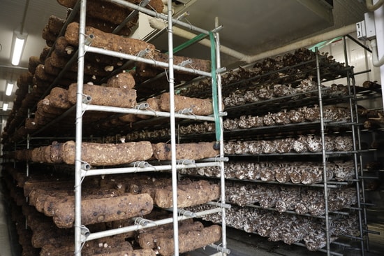 写真手前：設置されたばかりの菌床。写真奥：設置から1週間程度経った菌床。まばらにしいたけが生えているのが見て取れる。1菌床170円。