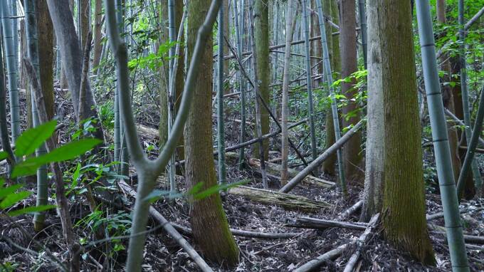 過疎地の山林を相続し、後悔…「相続土地国庫帰属制度」の利用で国に引き取ってもらえるか？【司法書士が解説】