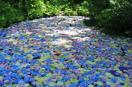 みちのくあじさい園「あじさいの池」（出所：PIXTA）