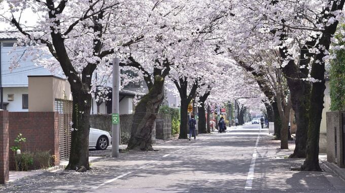 日本人富裕層すら「もう東京に家なんて買えない」…坪単価250万円の世田谷の駅遠物件が、数年で400万円以上に。「タワマン」を買い尽くした海外投資家が次に狙う「私鉄沿線の高級住宅街」