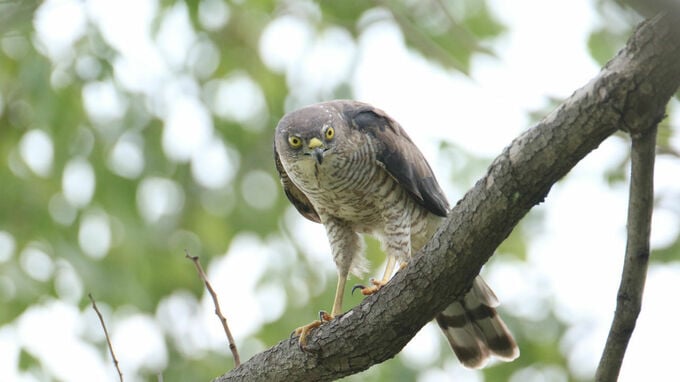 「マネーゲーム」のような感覚を持つ 買い手は避けること