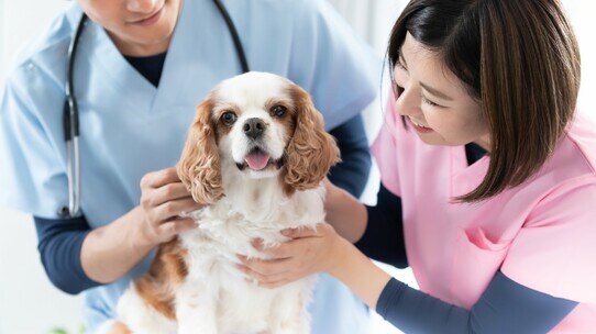 獣医師試験「大学別合格ランキング21」100%合格は2大学