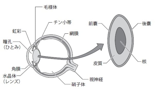 ［図表1］目の構造