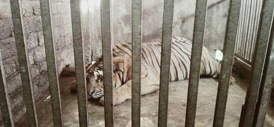 保護されたトラ