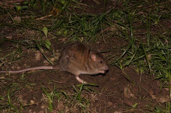 ドブネズミ（写真／PIXTA）