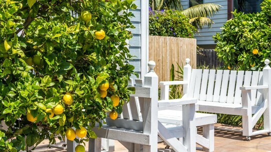 【ニュージーランド不動産】庭の植栽から見えた、住宅事情&不動産価値の変遷