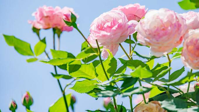 すまないなぁ、すまないなぁ…横浜の実家に独居の70代父、変わり果てた姿で死去。都内二世帯住宅に妻家族と暮らす40代長男、書斎に残された父の日記に絶句