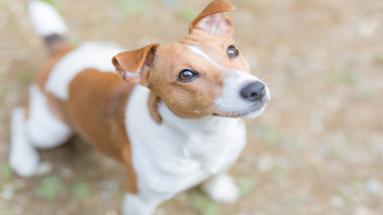 首輪を変えるだけ？愛猫・愛犬との関係をワンランクアップさせる「ペットテック」の現在地