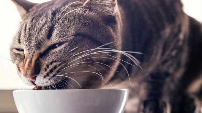 あれ？いつものやつと違う…〈年金12万円・猫2匹と暮らす70歳母〉がキャットフードで気づいた娘の異変。新幹線に飛び乗って上京した母が目撃した「35歳娘の惨状」