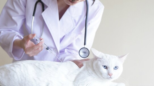 法人と個人――動物病院の経営はどちらが有利なのか?
