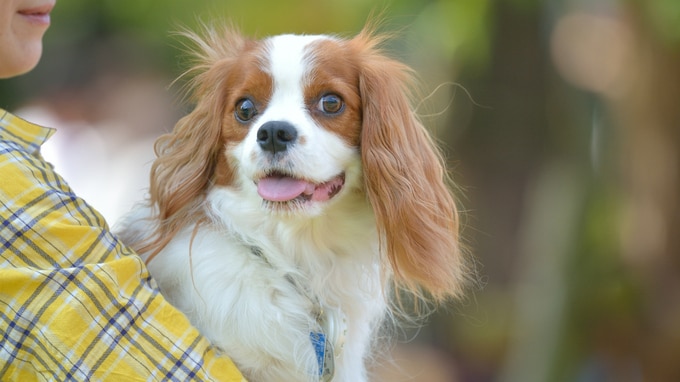 飼い主に好まれる動物病院はどんな空間を作っているのか？