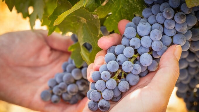 時間の経過とともに、品質も価値も上昇傾向へ…知る人ぞ知る「高級ワイン投資」の秘密