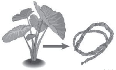 里芋から作るずいき、ヒョウタンから作る干瓢（かんぴょう）は古くからある保存食です。熊本城を築いた加藤清正は籠ろう城じょうに備えて畳材の一部にずいきを使い、壁には干瓢を塗り込めさせたそうです。 イラスト：佐藤 正