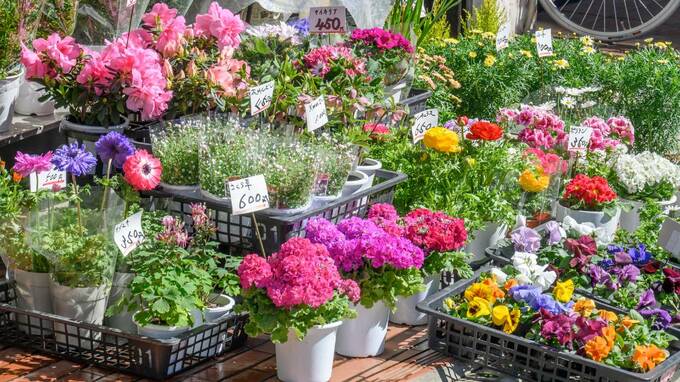 「もう店も辞めよう…」突然、息子と妻を亡くした花屋の店主。絶望の淵に、近隣住民が起こした奇跡 