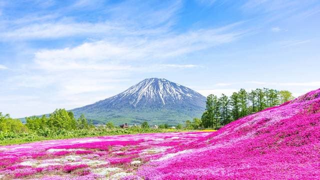 最近のニセコは冬だけでなく一年中楽しめるリゾートとしても人気