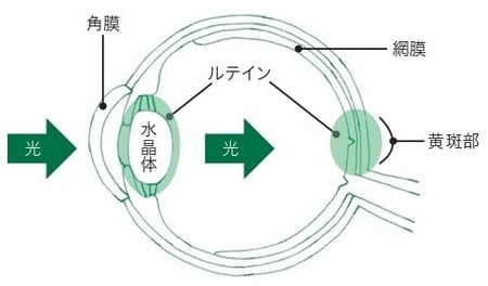 出所：平松類著『自分でできる！人生が変わる緑内障の新常識』（ライフサイエンス出版）