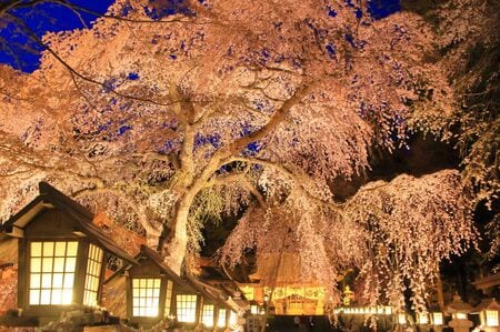 （南湖神社の楽翁桜（福島県）／PIXTA）