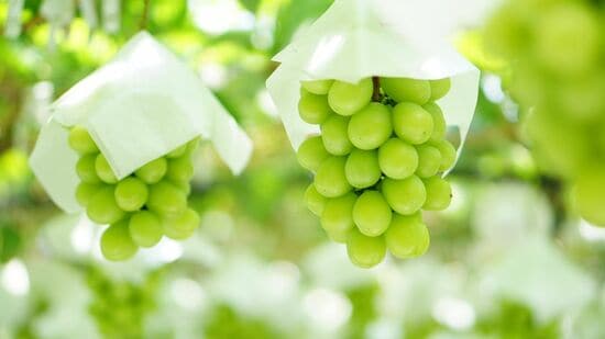 シャインマスカット※画像はイメージです。実際の返礼品とは異なります