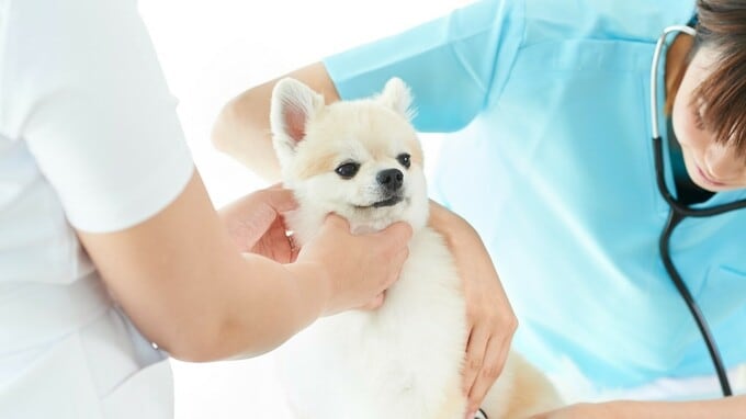 犬の「僧帽弁閉鎖不全症」治療…服薬か、手術か【獣医が解説】