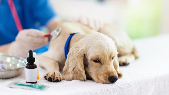同じ病気でも「地方住みは諦めるしかない」…救えない「地方のペットたち」の実情【獣医師が解説】