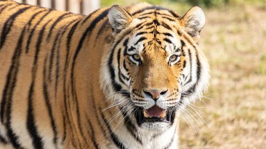 100年で個体数98%減…絶滅危惧種「トラ」保護の現状